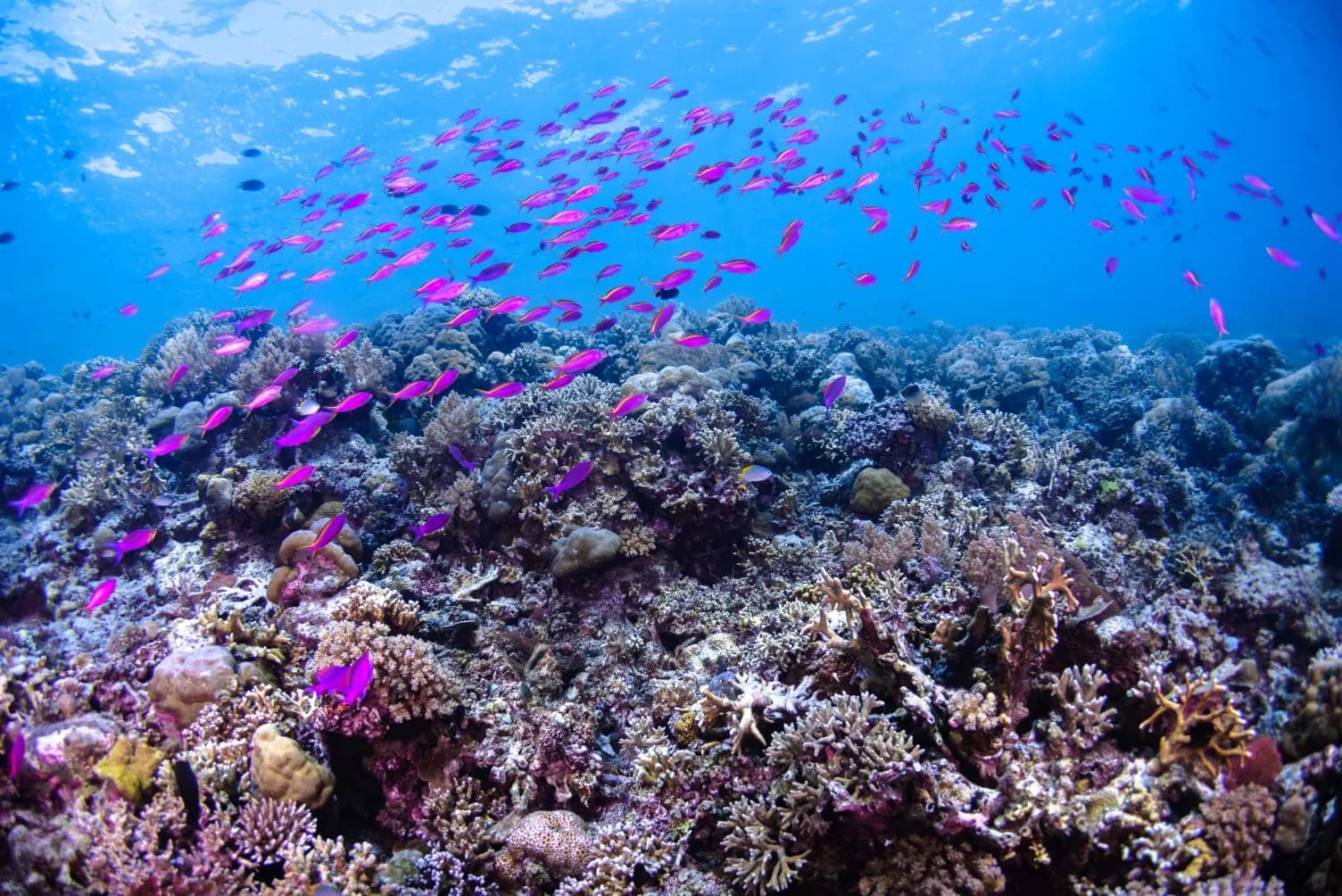 Snorkeling (Additional on Diving Trip) 3