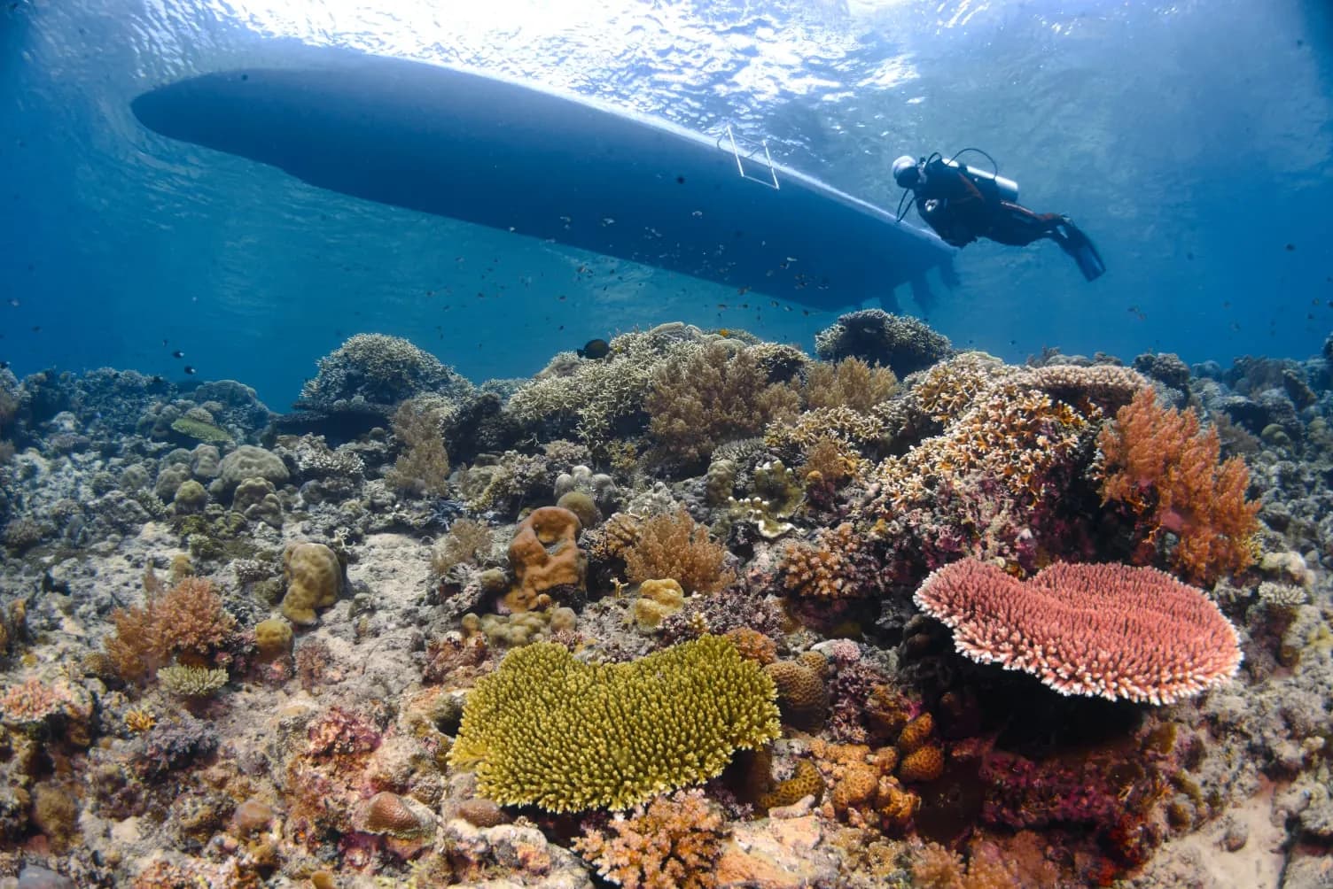 Snorkeling (Additional on Diving Trip) 2