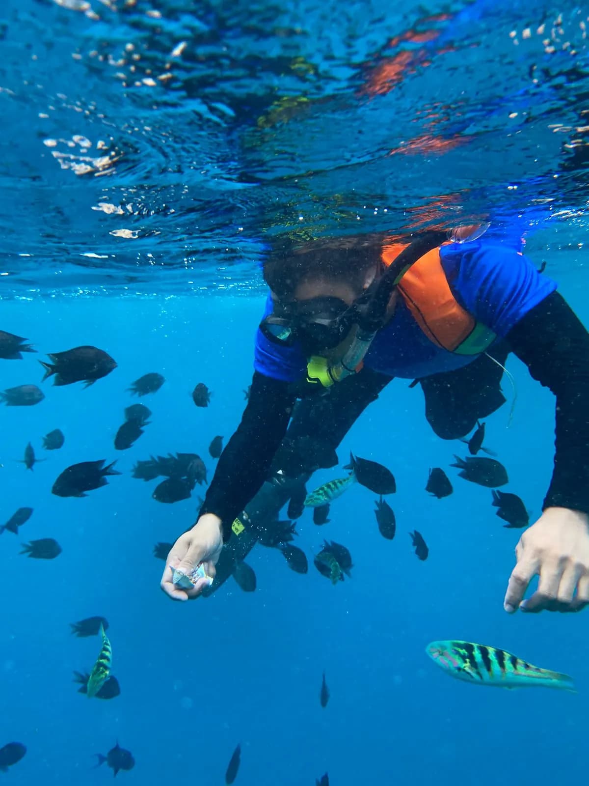 Snorkeling (Additional on Diving Trip) 5