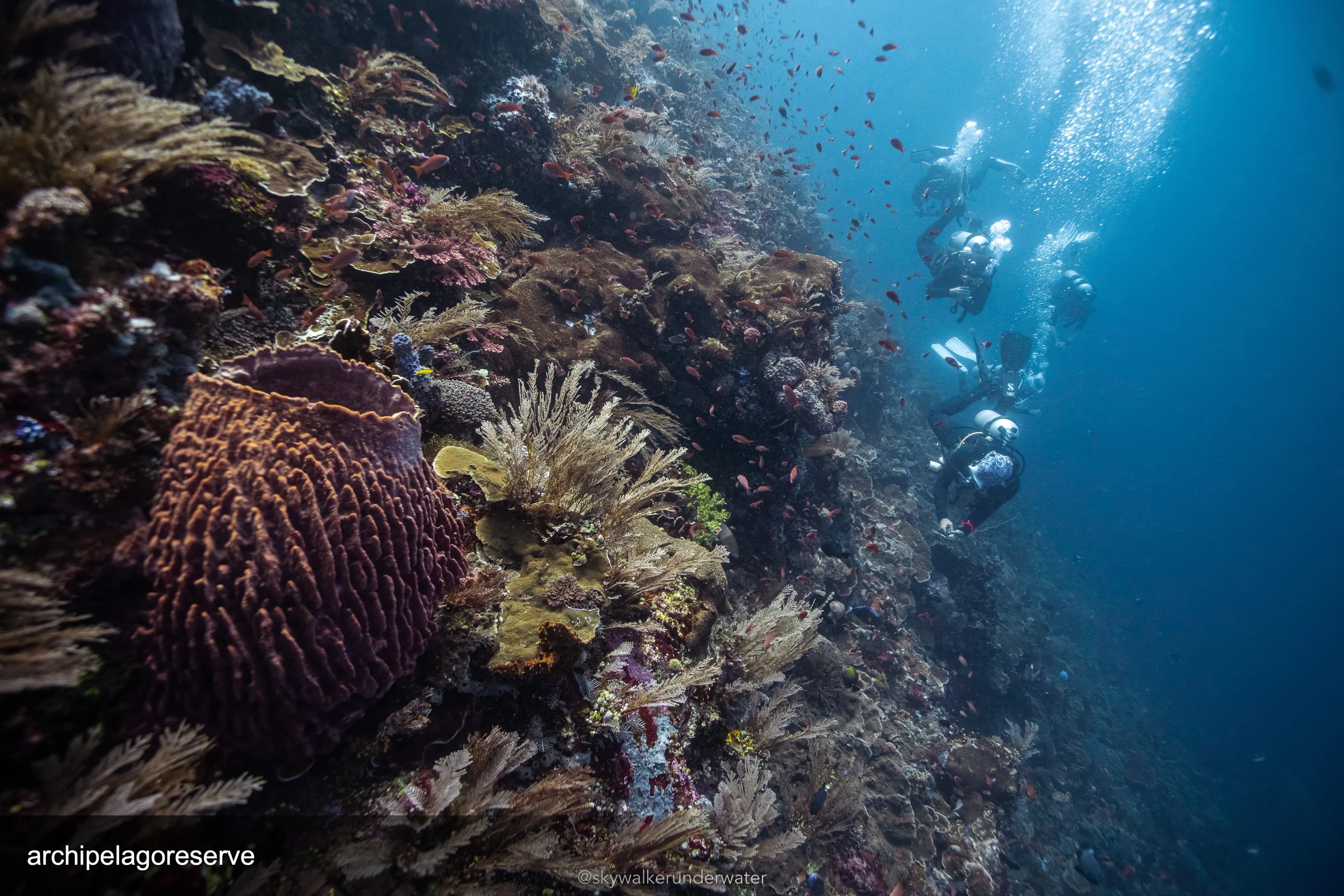 7D/6N Diving Photography - Special Guest, David 3