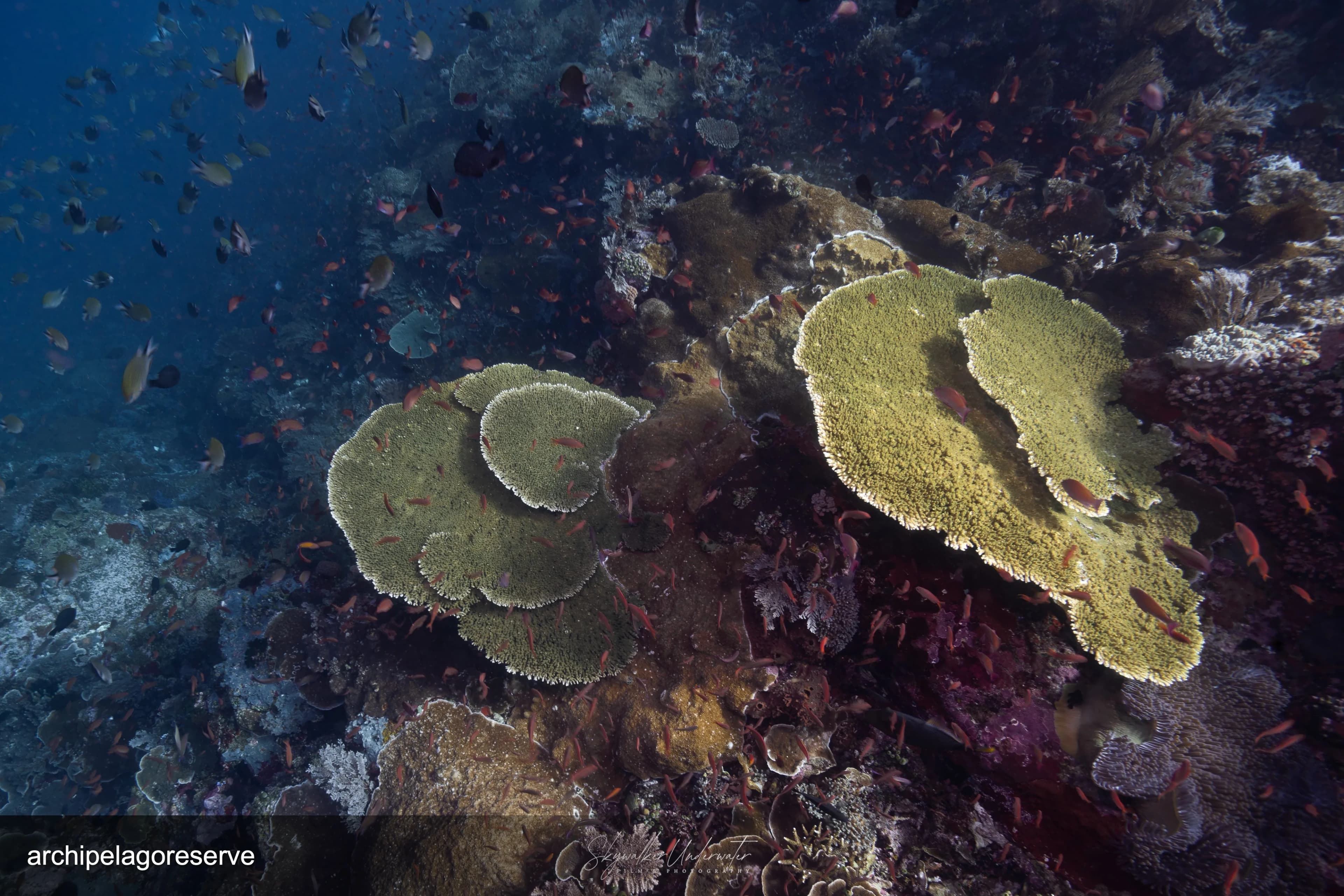 7D/6N Diving Photography - Special Guest, David 4
