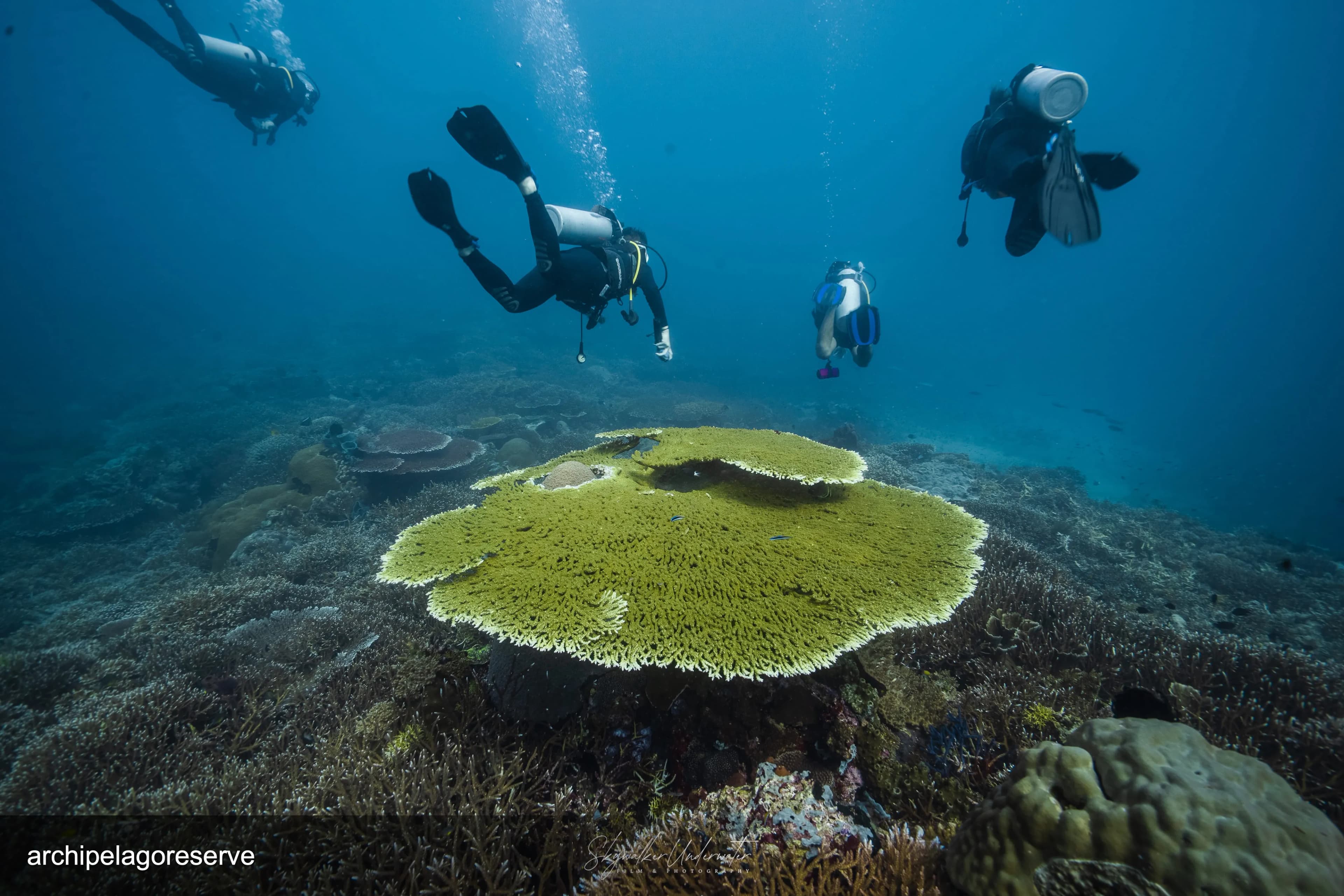 7D/6N Diving Photography - Special Guest, David 5